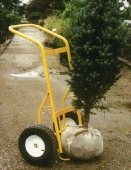 Rental store for DOLLIE, TREE in Cary NC